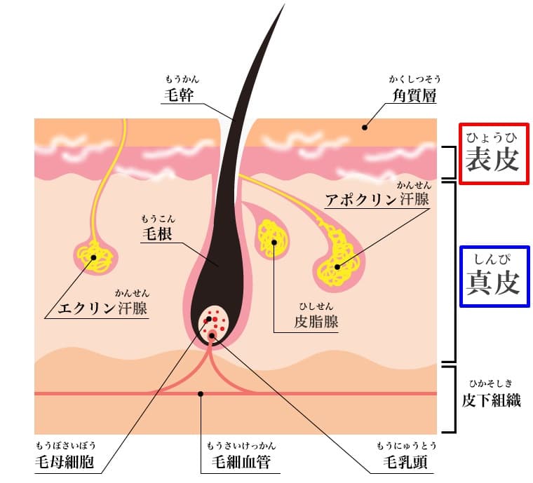 「表面麻酔」の鎮痛作用と注意点