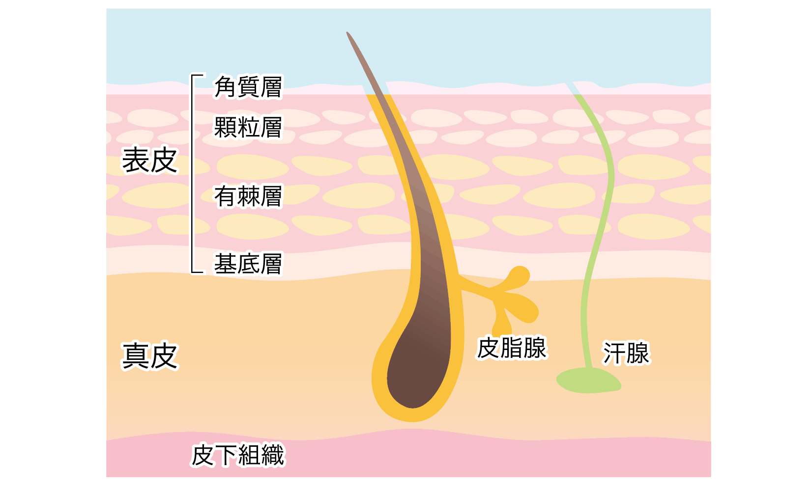 毛包にこもる「熱」がターンオーバー機能を刺激
