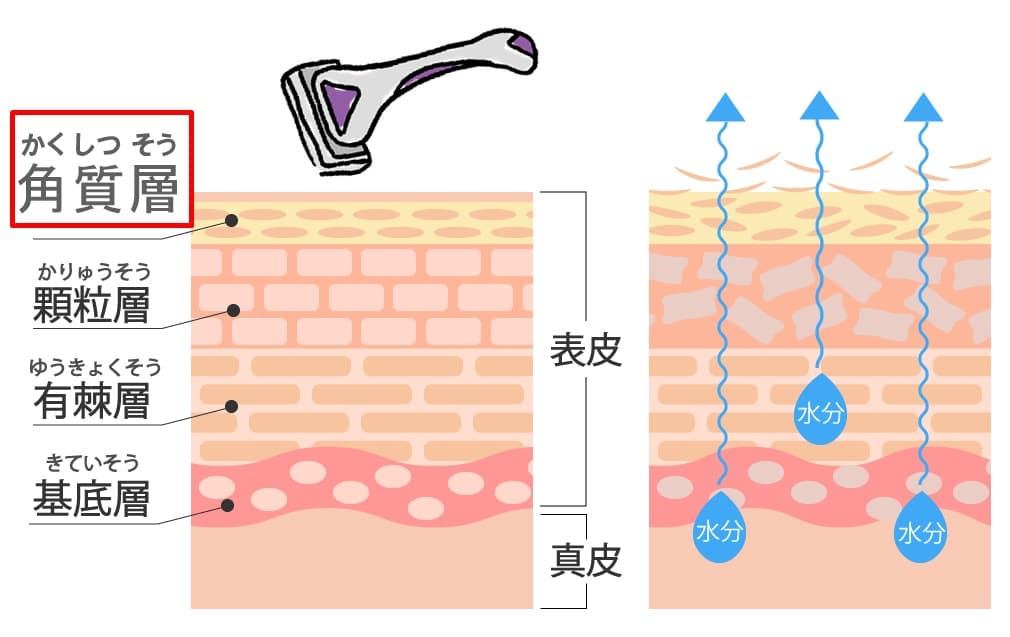 髭剃り行為によって皮膚表面の「角質層」は傷ついている！？

