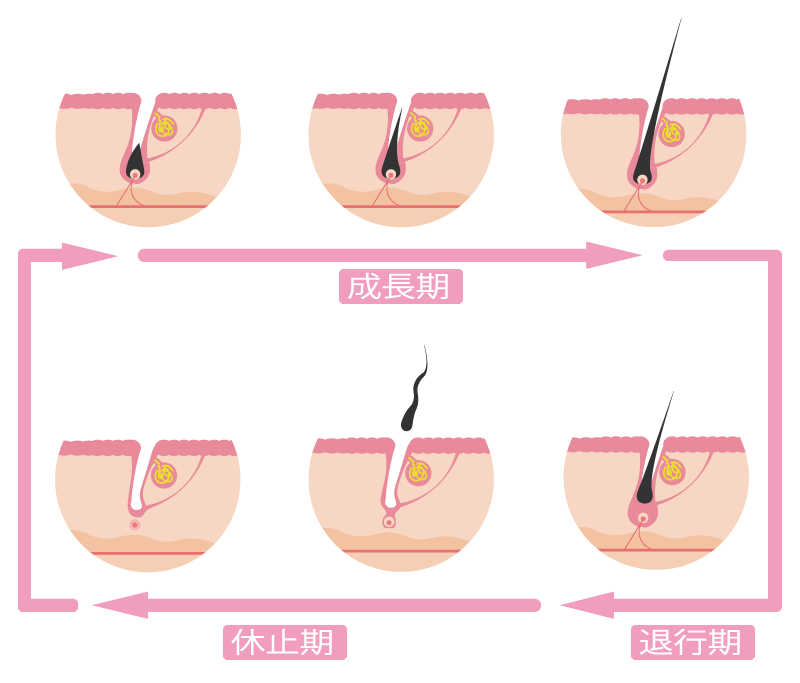 毛穴の数と毛深さの関係 生活習慣がもたらす毛深さへの影響とは ダビデクリニック新宿