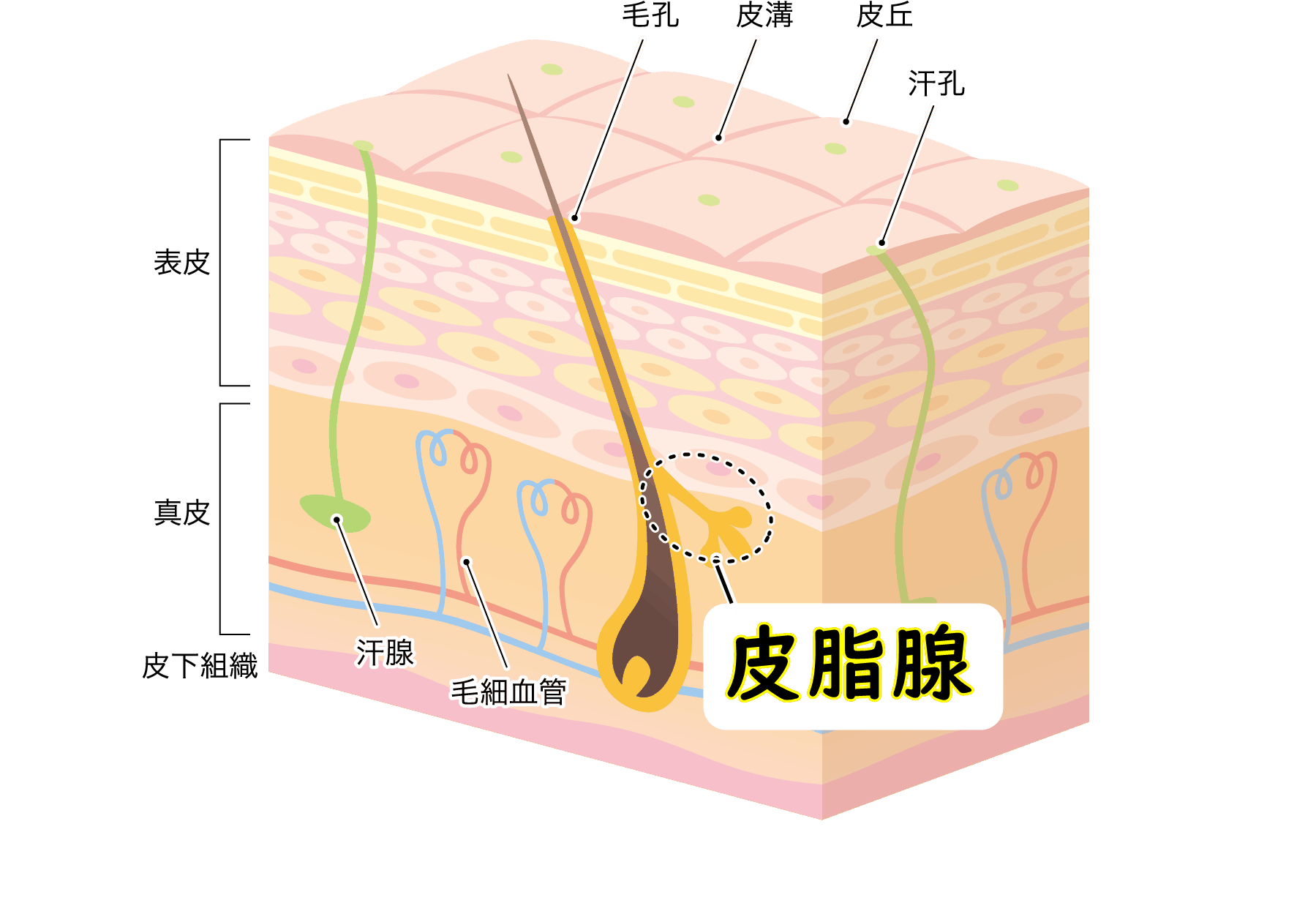 生涯的に毛を生やさない毛穴もある！？

