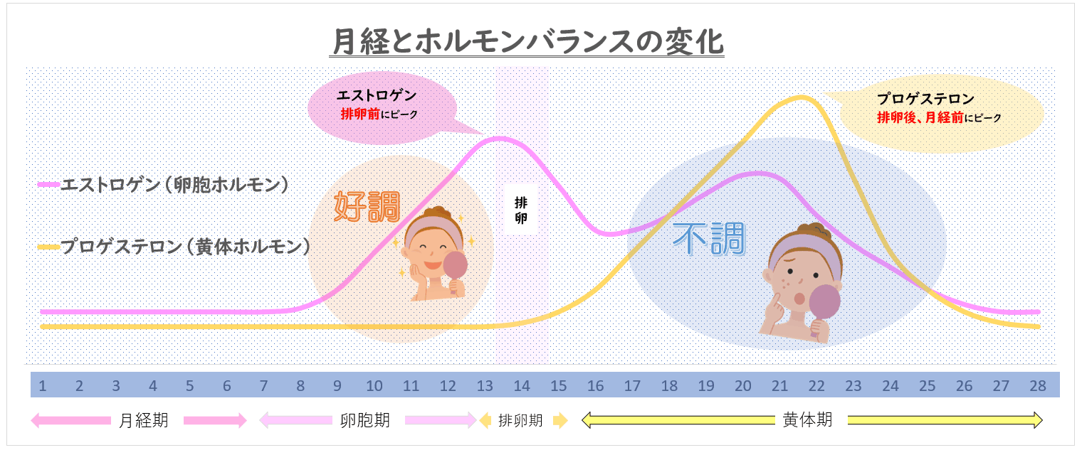 イソフラボンはエストロゲン（女性ホルモン）に近い化学構造！？

