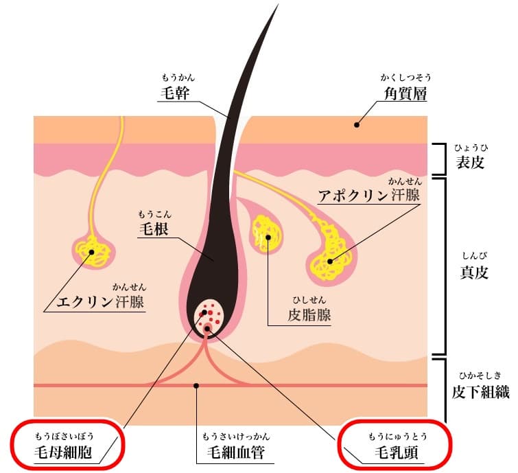 xムダ毛が生えてこなくなる脱毛メカニズムとは？
