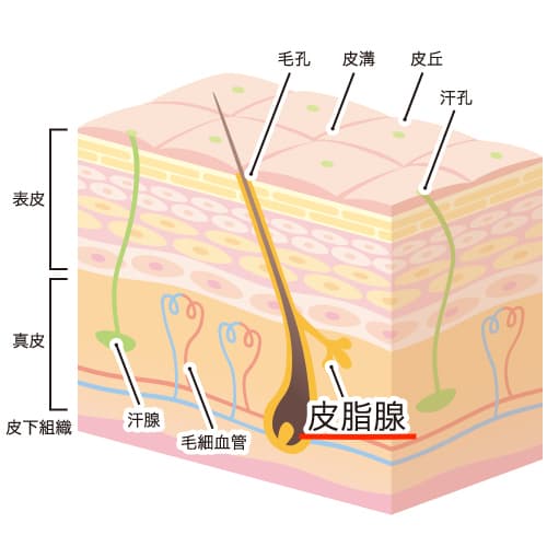 体毛は皮脂を運ぶことにも貢献していた！？

