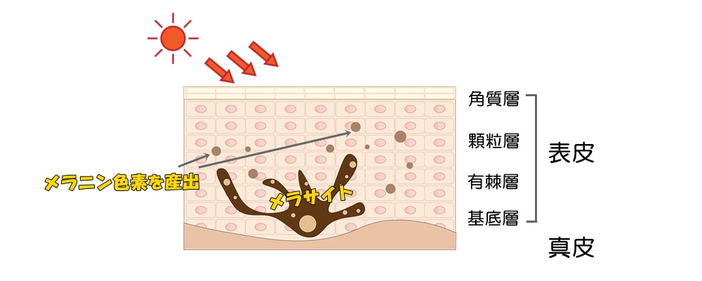 ホクロに生える毛とレーザー脱毛について メンズ医療脱毛のダビデクリニック新宿