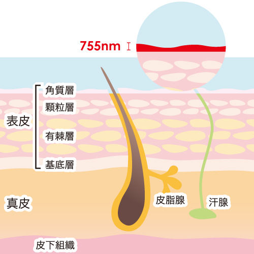 男性器の玉の部分の脱毛って危険 睾丸脱毛の無知を探る ダビデクリニック新宿