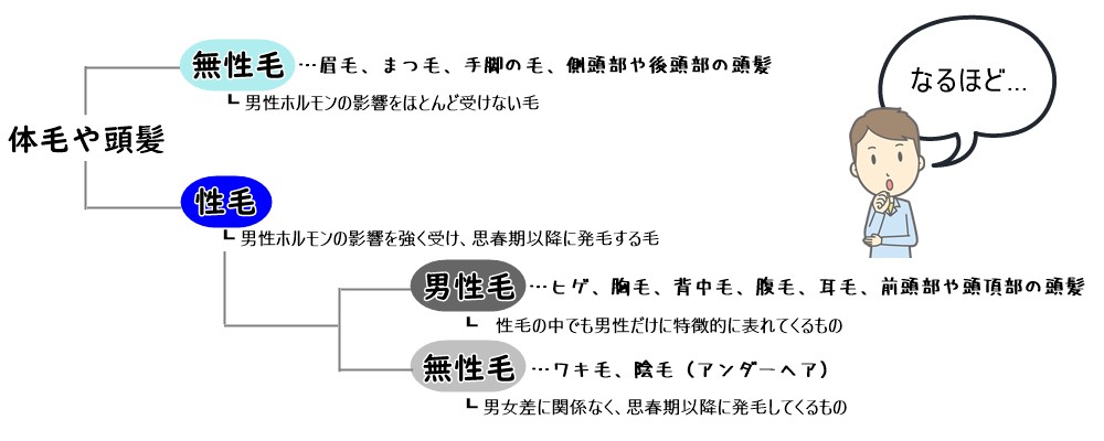 濃いヒゲは性欲の象徴 男性ホルモンがもたらす作用 メンズ医療脱毛のダビデクリニック新宿