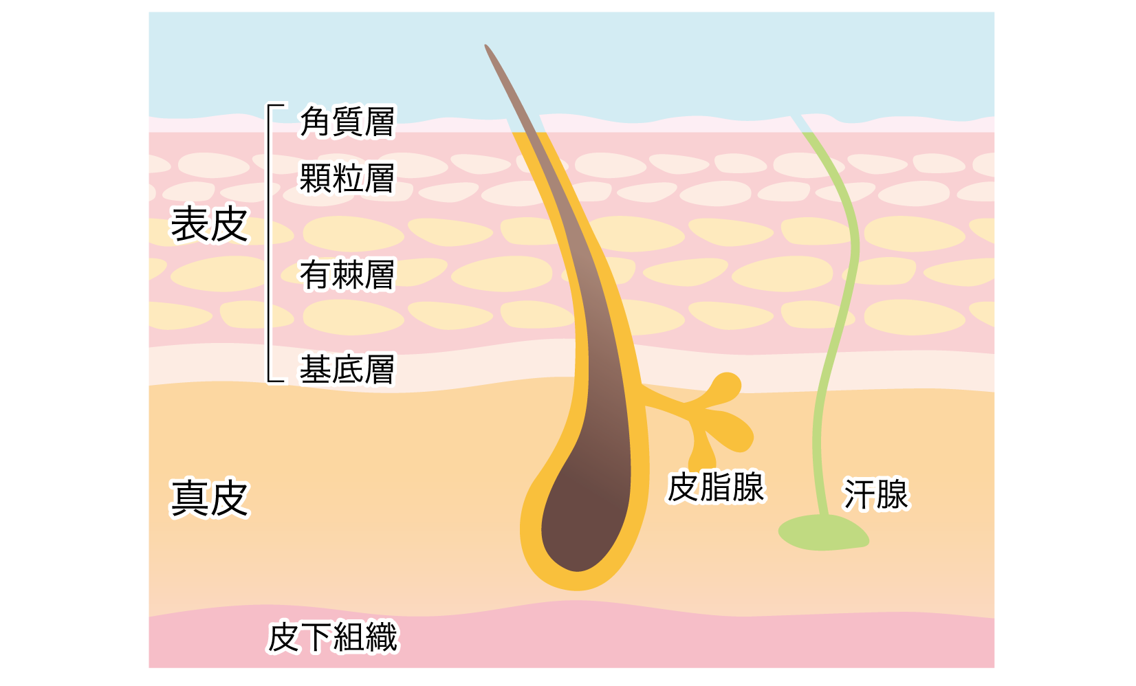 どうしてタトゥー肌では熱傷（やけど）を起こしてしまうのか？